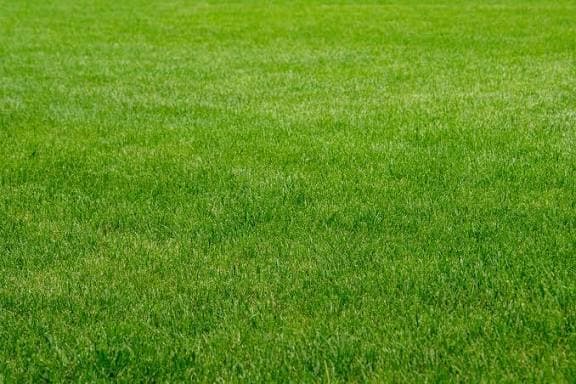 Arabic Soft Grass