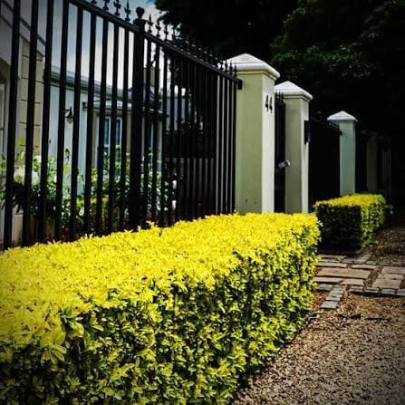 Durantas (Yellow)