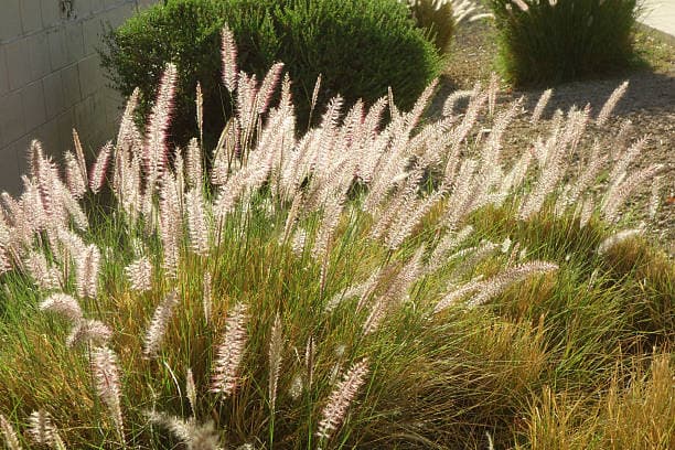 Fountain Grass