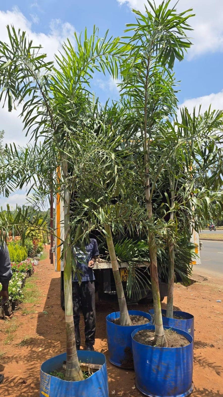 Fox Tail Palms