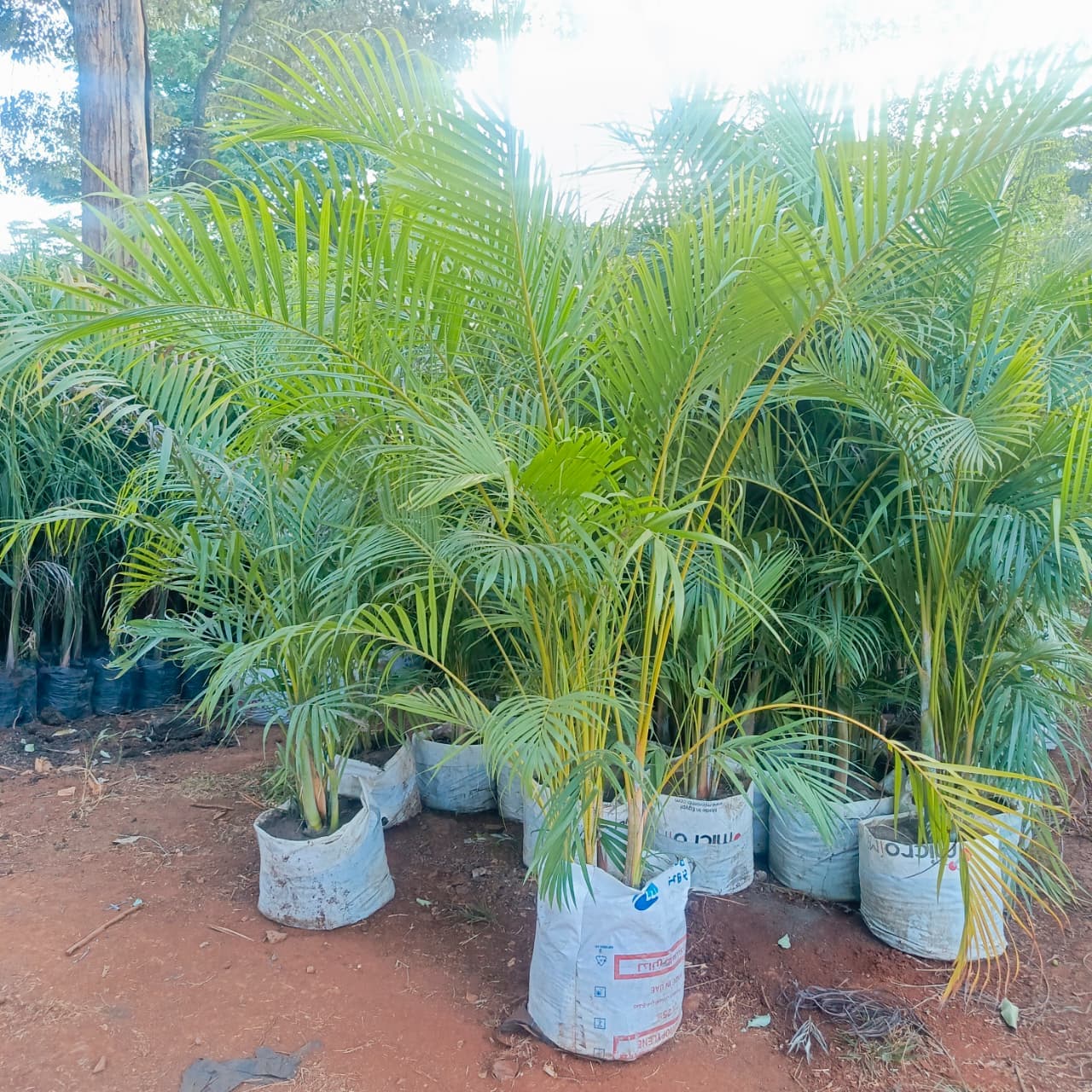 Golden Palms