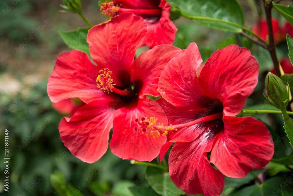 Hibiscus