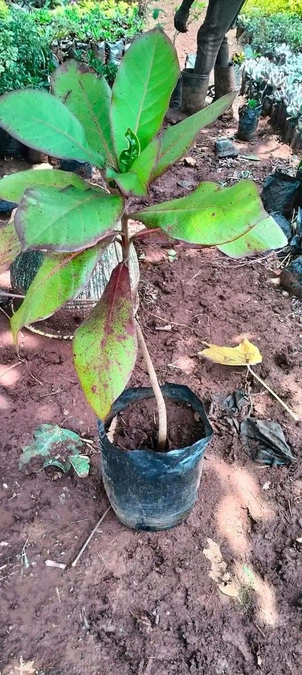 Indian Almond Tree
