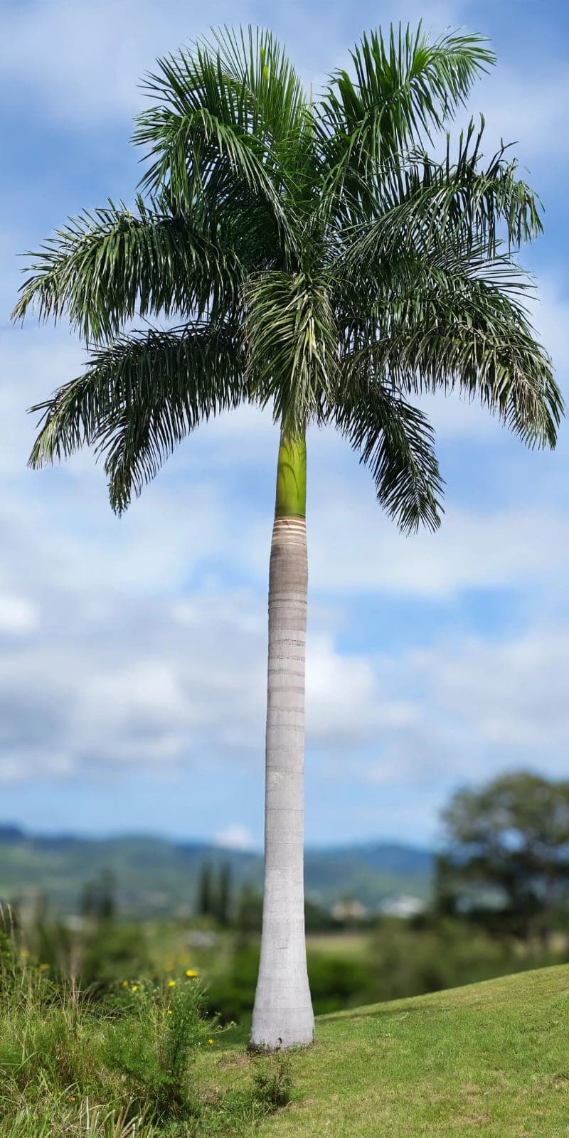Loyal Palms