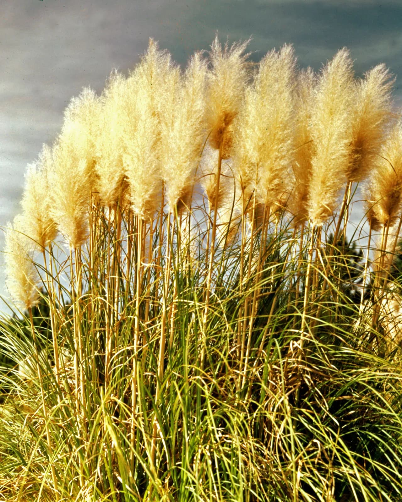 Pampas Grass