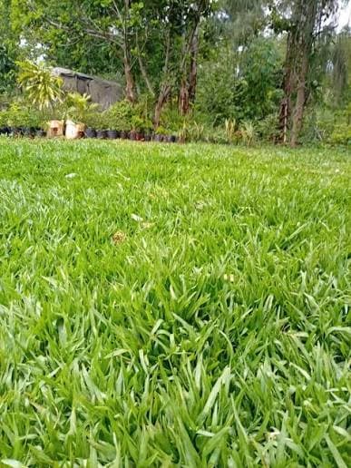 Pemba Grass