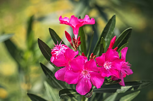 Pink Oleander