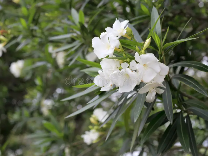 White Oleander