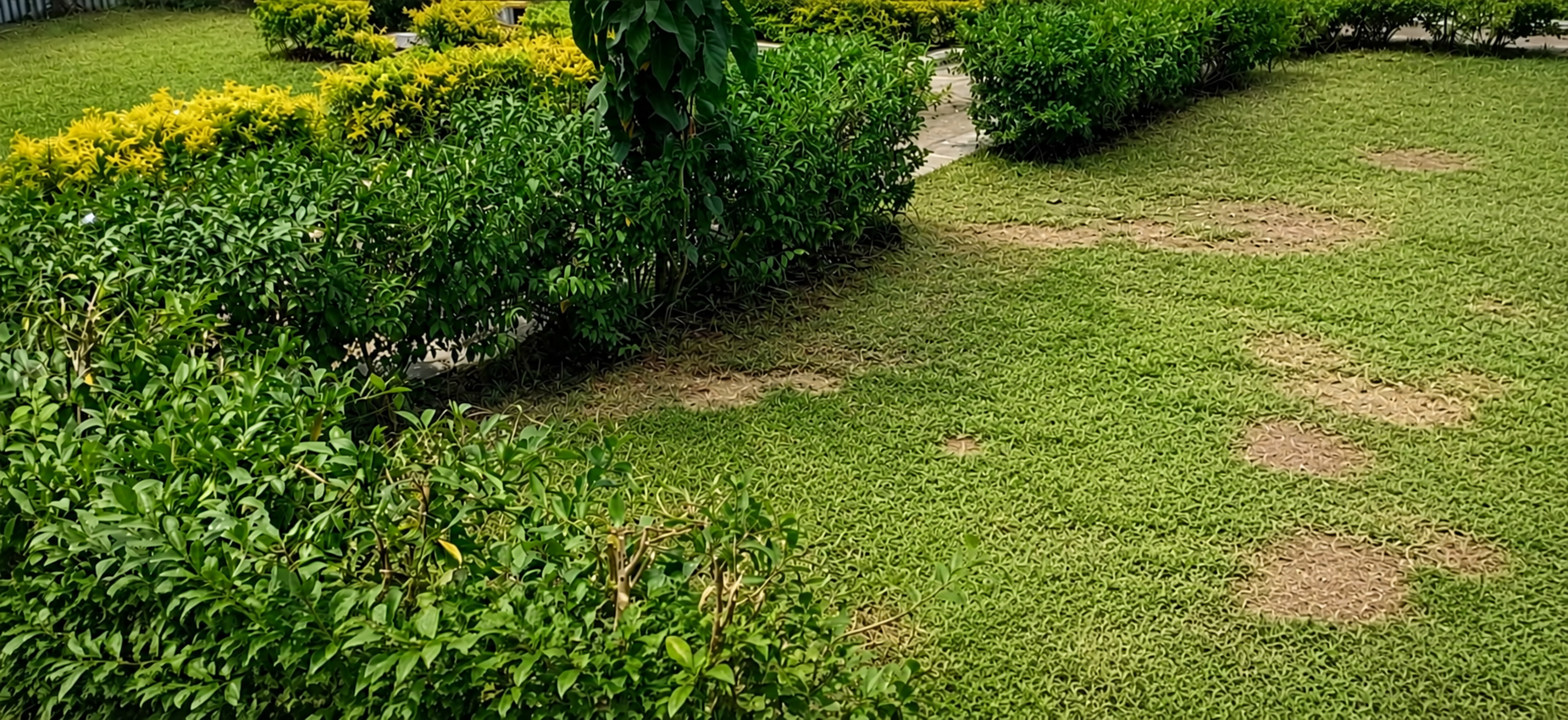 Lawn Repair